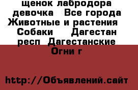 щенок лабродора девочка - Все города Животные и растения » Собаки   . Дагестан респ.,Дагестанские Огни г.